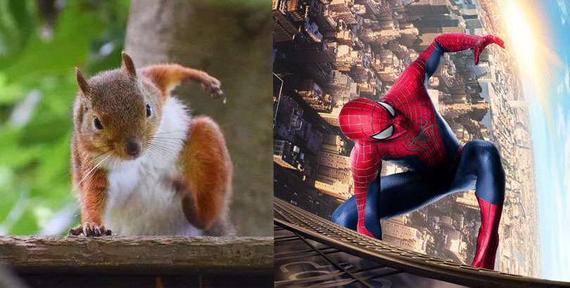 Góc khám phá: Loài sóc có tư thế tiếp đất "cool ngầu" y như Spider man