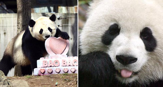 "Thiếu gia" gấu trúc đi một mình 1 máy bay Boeing cỡ lớn, mang theo 30 cân đồ ăn vặt