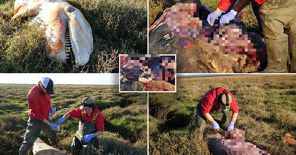 Cá voi sát thủ dạt vào đầm lầy tại Anh lần đầu tiên sau 19 năm: Cả một bụng rỗng tuếch thức ăn nhưng chất đầy rác nhựa