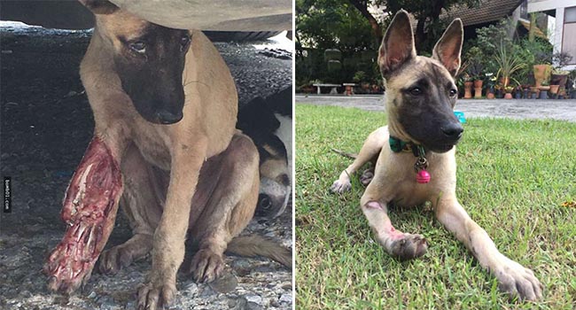 Chú chó bị ‘rách thịt lộ xương’ bên vệ đường cầu cứu, phép màu tình thương đã đến