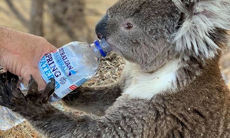 Koala chết vì uống quá nhiều nước sau cháy rừng tại Úc