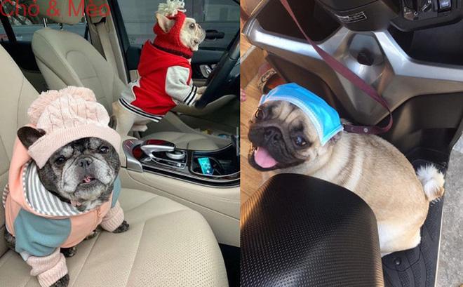 “Đại Boss” về quê ăn Tết sướng hơn chúng ta: Có đứa phè phỡn đi xe 4 bánh, đứa hoá “phượt thủ” cool ngầu