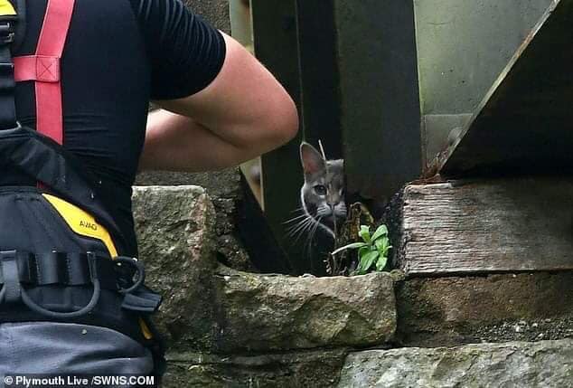 Tiêu tốn 7.500 USD để giải cứu hoàng thượng, nhiệm vụ thất bại, mèo chán và đi về