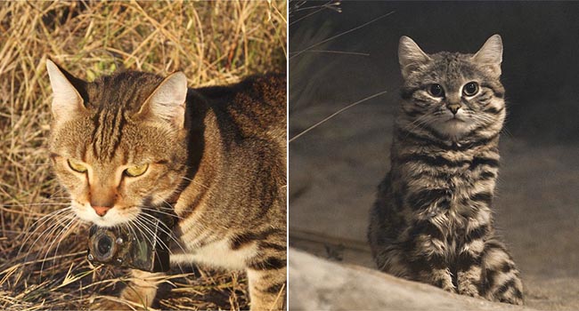 Đây là lý do tại sao những con mèo đang làm cho thảm họa cháy rừng ở Úc thêm tồi tệ