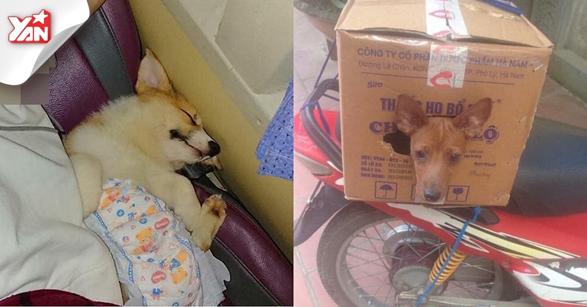 1001 hình ảnh "dở khóc dở cười" chuyện đưa thú cưng về quê ăn Tết