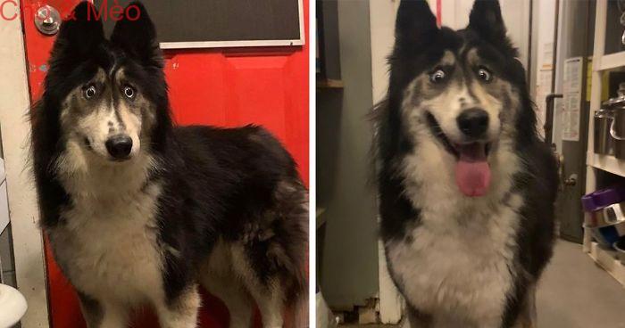 Chú chó có đôi mắt đăm chiêu, luôn nhíu mày, thu hút cư dân mạng