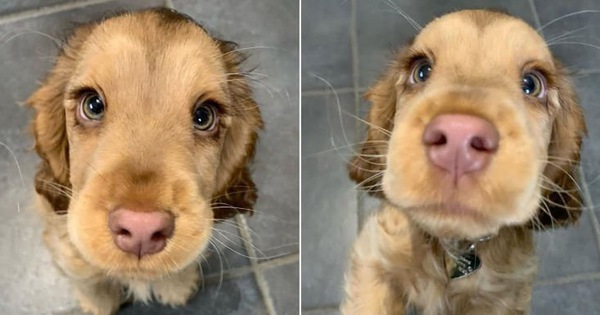 Nàng cún con với đôi "mắt biếc" khiến cư dân mạng phát cuồng 