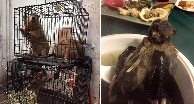 Đột nhập khu chợ động vật tại Trung Quốc chính là tâm điểm gây ra bùng phát virus: Koala, dơi, rắn, chuột đều được bày bán