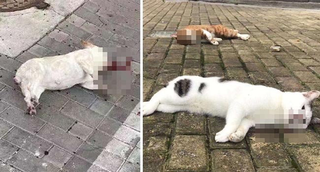 Nhiều chó, mèo ở Trung Quốc bị chủ giết do tin đồn virus corona có thể lây truyền qua vật nuôi