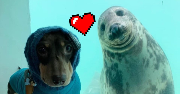 Chó xúc xích và chó biển bất ngờ trở thành bạn thân