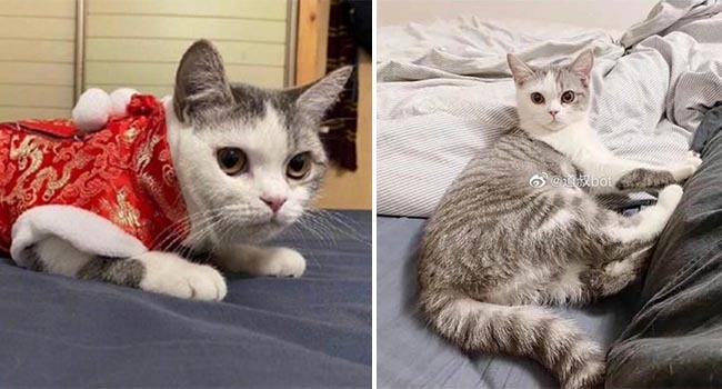 Mèo bị chôn sống trong lúc người chủ bị cách ly do nghi ngờ nhiễm virus corona, cư dân mạng đồng loạt chỉ trích hành động vô nhân đạo