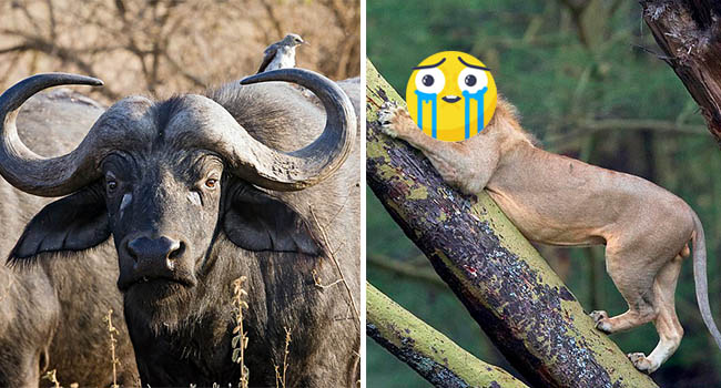 Ngược đời: Sư tử khốn khổ trèo lên cây trốn đàn trâu rừng hung hăng truy sát