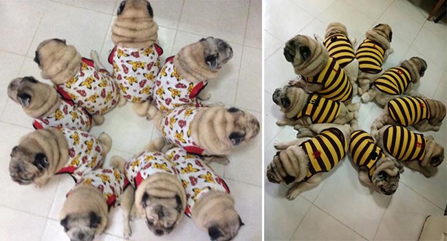 9 chú chó Pug ''núc ních'', tròn vo mặc đồng phục khiến dân mạng đổ gục vì quá dễ thương