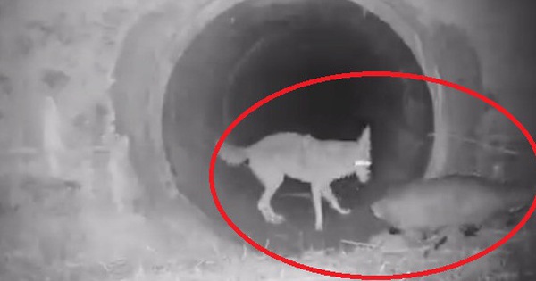 Cảnh cặp đôi sói hoang và chồn lửng rủ nhau khám phá đường hầm khiến dân mạng phát sốt vì đáng yêu hệt như trong phim
