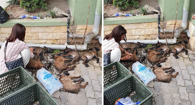 Để cả đàn chó vào cốp xe đi về quê, cô gái khóc cạn nước mắt khi tất cả đều không qua khỏi vì sốc nhiệt