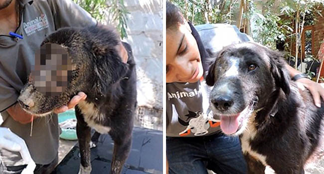 Xót xa chú chó bị dòi ăn sống toàn bộ khuôn mặt và nghị lực sống phi thường