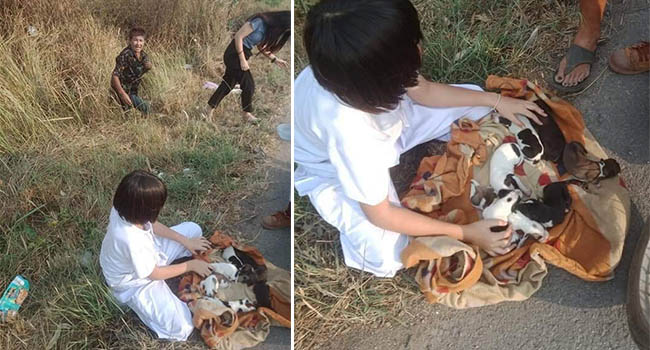 Nhặt được đàn chó con trong bụi cỏ mang về chăm sóc, cặp đôi lại bị trách ngược: “Chó mẹ về không thấy đàn con nó thì làm sao?”