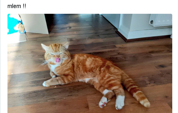 Mlem mlem nghĩa là gì - Từ hành động cute của của chó mèo biến tướng thành quái dị