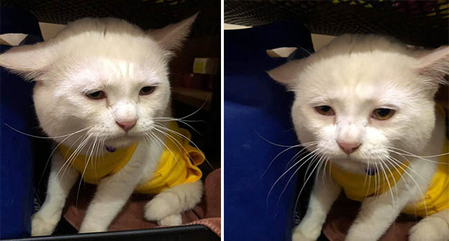 Cô gái than thở vì mua phải chú mèo có khuôn mặt sầu đời khó hiểu