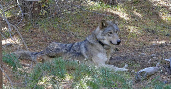 Cô sói lập kỷ lục đi 14.000 km để kiếm bạn tình, nhưng rồi lại chết trong cô đơn