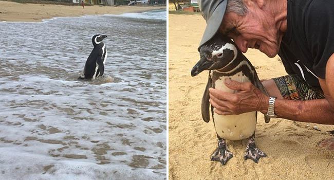 Chú chim cánh cụt vượt 8000km mỗi năm để về thăm ân nhân