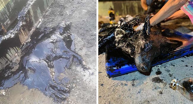 Thương cảm trước chú cún cưng vô tình rơi vào đống nhựa đường mém chết nhưng may mắn được cứu trợ kịp thời