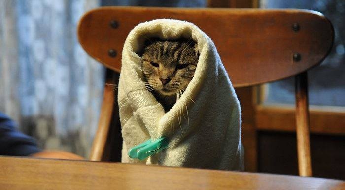 Tổng hợp những tựa phim về mèo ngọt ngào như Adorable Home (Phần 1)