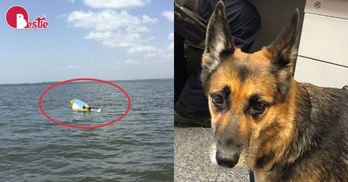 Cảm động chú chó bơi hơn 11 tiếng đồng hồ để tìm cứu người chủ của mình