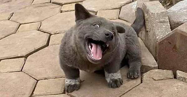 Chú chó hot nhất Facebook gần 1 tuần qua, lập fanpage 4 ngày thu về 32 ngàn lượt thích, ai nhìn cũng muốn nuôi!