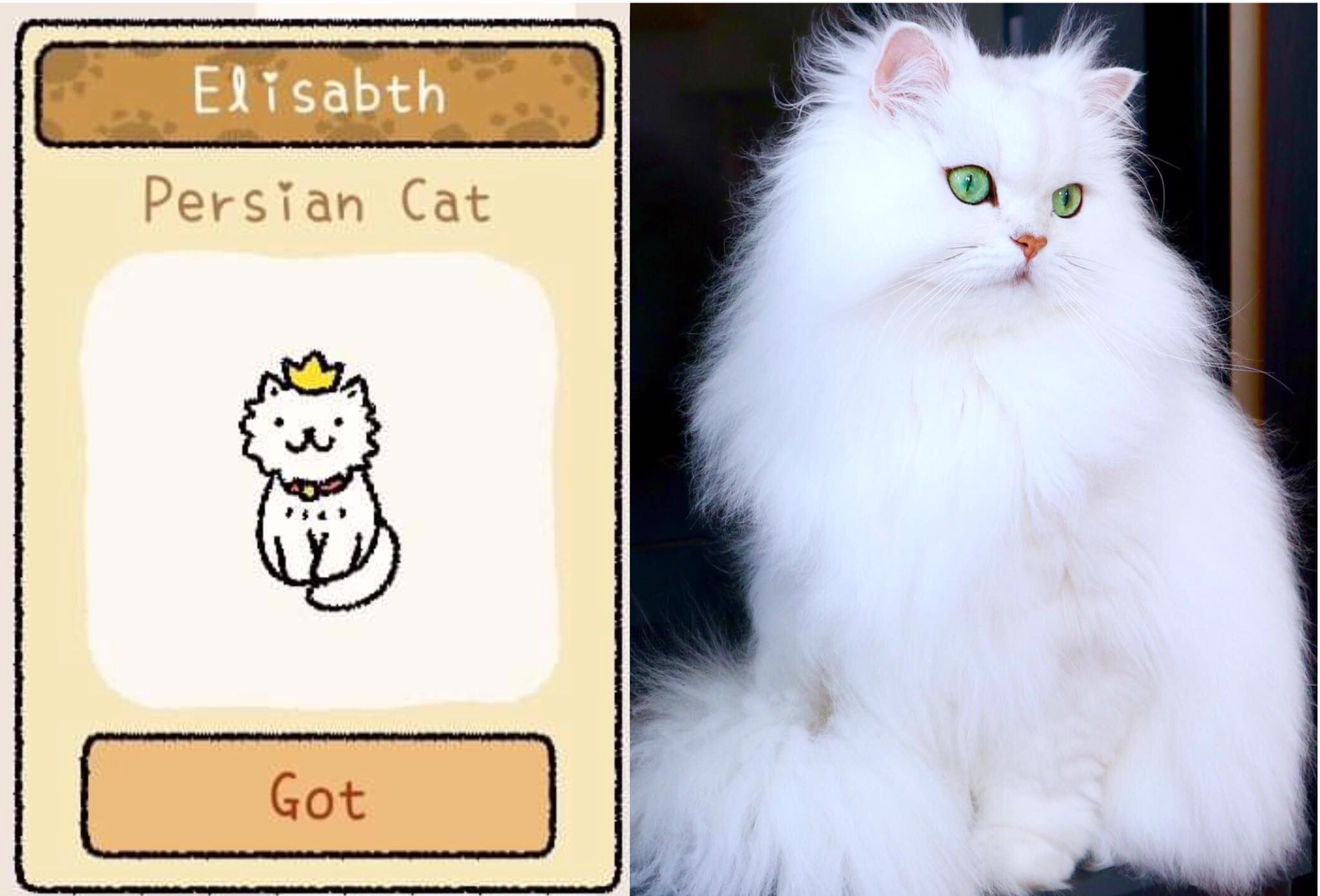 Adorable Home: Hé lộ hình ảnh đời thực của 12 chú mèo hay dỗi 