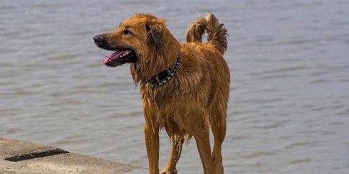 Chú chó "trung thành" nhất thế giới, bỏ công chạy hẳn 100km về "phục hận", cắn chủ nhập viện,