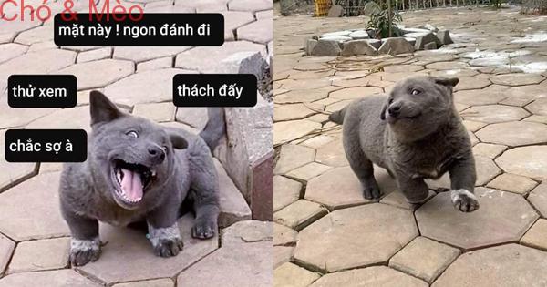 Trong 5 ngày, chú chó Nguyễn Văn Dúi đã trở thành hiện tượng mạng toàn cầu