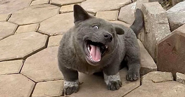 Dúi - chú cún Việt Nam đang gây bão mạng toàn thế giới vì độ "phởn" và vẻ ngoài ngộ nghĩnh "không biết là chó hay mèo?"