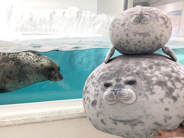 Chiếc gối ôm thương hiệu "hải cẩu béo ú" này đang làm mưa làm gió trên Internet vì độ mập mạp và dễ cưng của mình