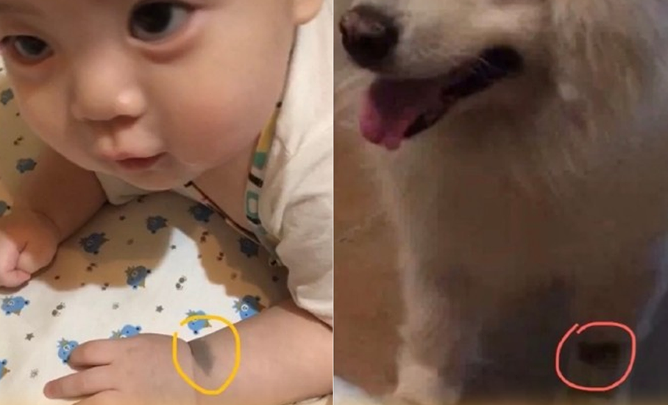 Em bé và chú cún đã mất của gia đình có cùng vết bớt trên tay, bạn có tin vào luân hồi chuyển kiếp không?