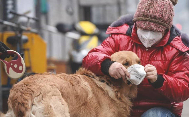 HỒNG KÔNG: PHÁT HIỆN CHÚ CHÓ "DƯƠNG TÍNH YẾU" VỚI VIRUS CORONA