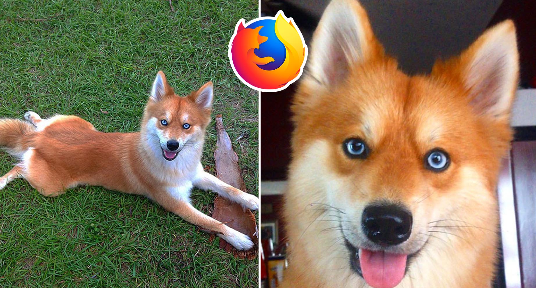 Chết mê cô chó lai nổi tiếng đẹp giống hệt biểu tượng cáo đỏ của Firefox