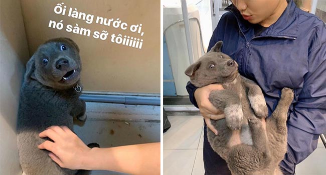 Chuyện chưa kể về idol Dúi, giống chó mệnh danh “Thần giữ của” người dân tộc miền núi Tây Bắc