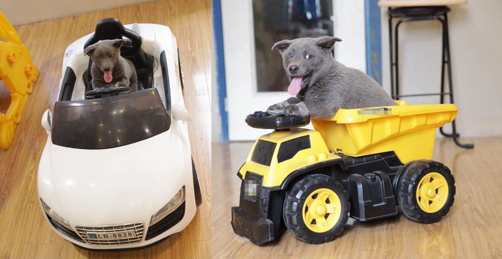 Cuộc sống "chảnh cún" của Nguyễn Văn Dúi sau khi trở thành "idol"