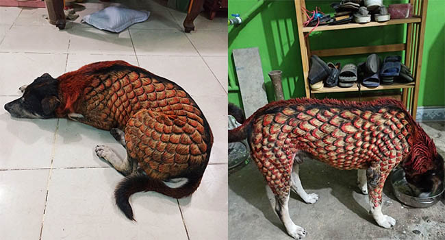 Biến cún thành rồng, nam thanh niên bị cộng đồng mạng lên án dữ dội