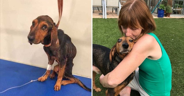 Nhận nuôi chú chó “da bọc xương”, người phụ nữ được đền đáp bằng…sự sống