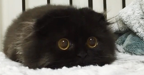 Loạt ảnh siêu dễ thương về mèo mun cho thấy chúng không phải điềm xấu như ta tưởng