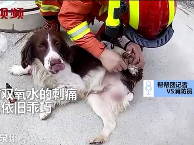 CHÚ CHÓ CỨU MẠNG 6 NGƯỜI MẮC KẸT TRONG VỤ SẬP KHÁCH SẠN CÁCH LY TẠI TRUNG QUỐC!