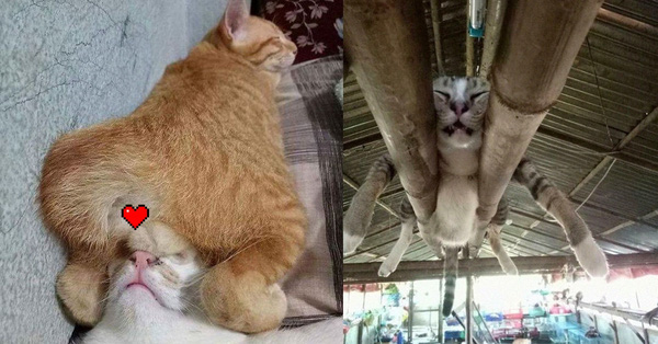 12 bằng chứng cho thấy mèo là lũ "tự nhiên như ruồi", bạ đâu cũng lăn ra ngủ được!