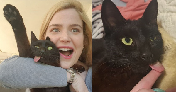 Bị chó cắn hỏng mặt, mèo Mlem Mlem thoát chết rồi trở thành ngôi sao mạng nhờ biểu cảm có 1-không-2