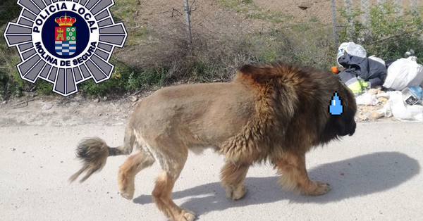 Chó "không mặc quần" khiến dân đinh ninh là sư tử xổng chuồng