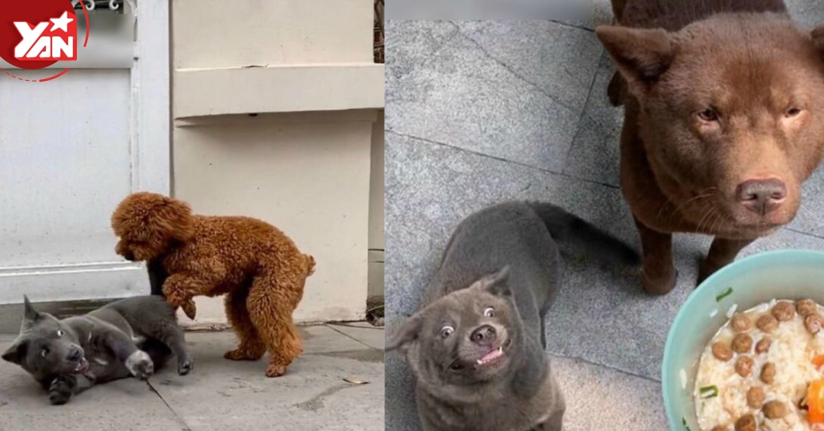  Chú cún Dúi suýt "ra rìa" vì hội bạn thân mặn mà không kém