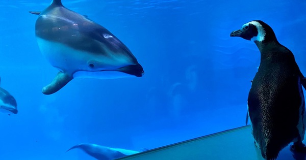 Thủy cung đóng cửa phòng dịch, chim cánh cụt tung tăng đi thăm quan và gặp gỡ các loài vật khác