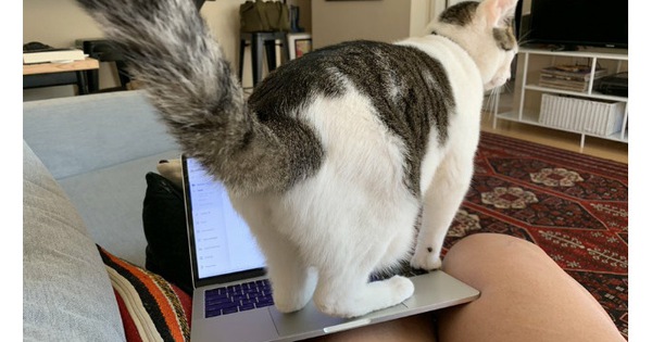 Ngàn lẻ một nỗi niềm của sen khi làm việc ở nhà cùng "boss" mùa Covid-19