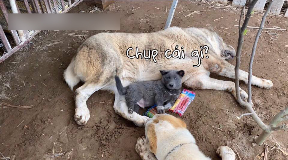 Có bạn thân "đô con" thế này bảo sao idol Nguyễn Văn Dúi lại vênh váo "cà khịa" cả mạng xã hội